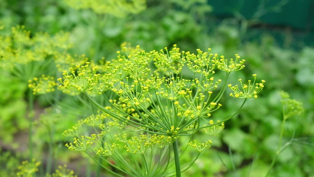 伞形莳萝在风中生长。成熟的绿色莳萝在夏末的风中生长。视频素材