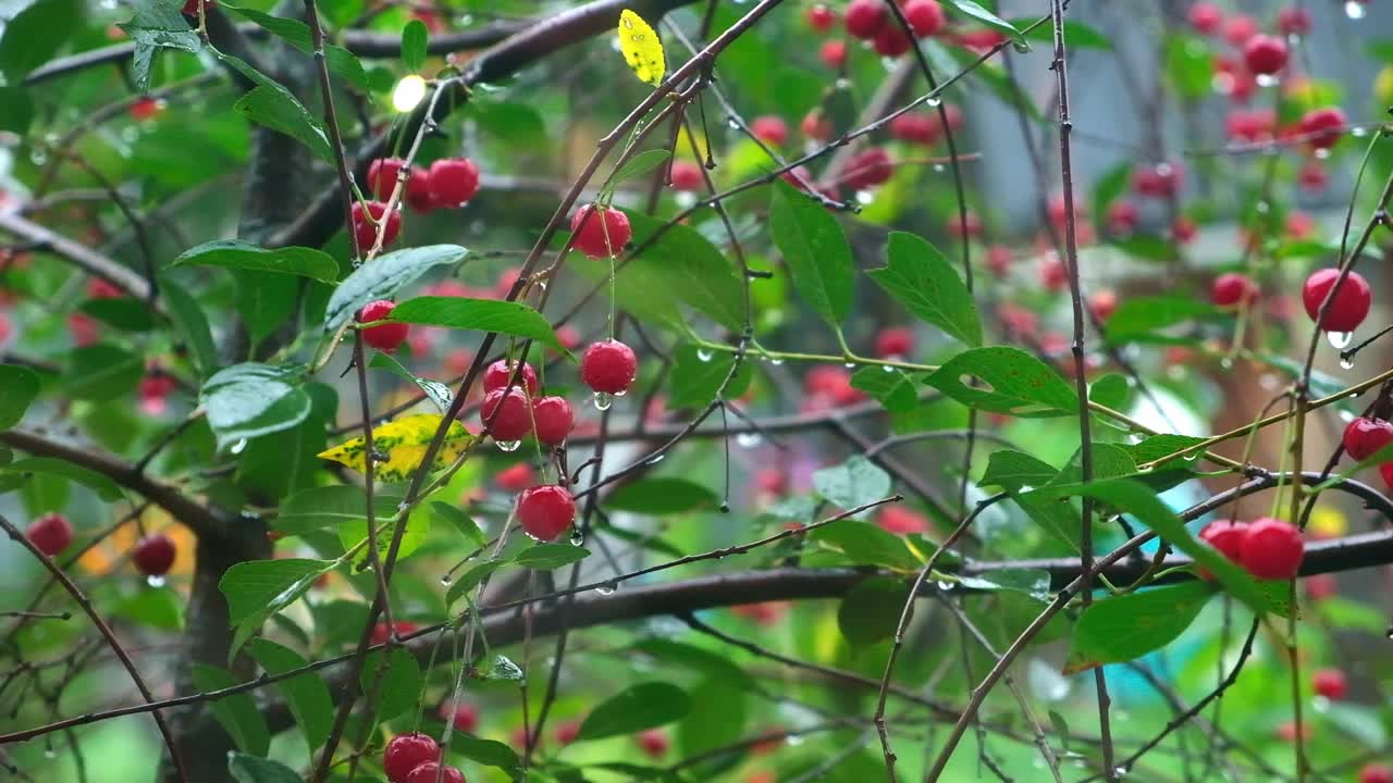 夏雨。雨滴落在樱桃上。阴雨天的夏天。雨季。降雨。视频素材