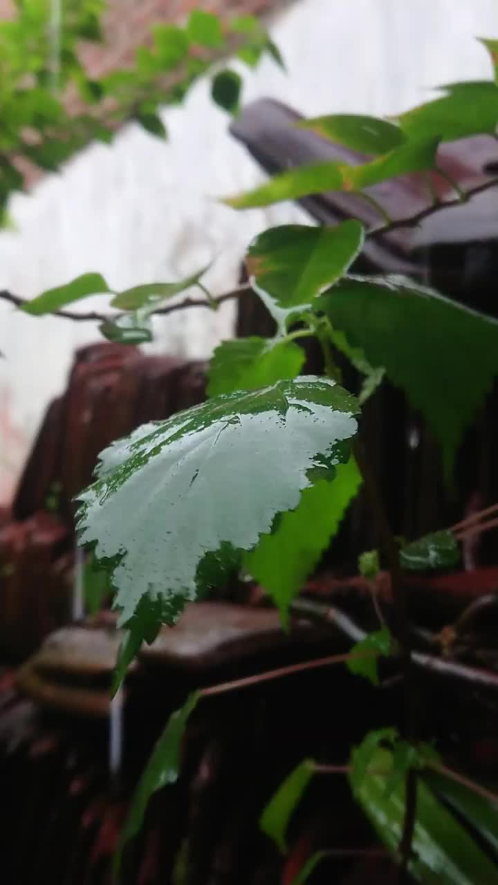 树叶在雨中摇摆视频素材