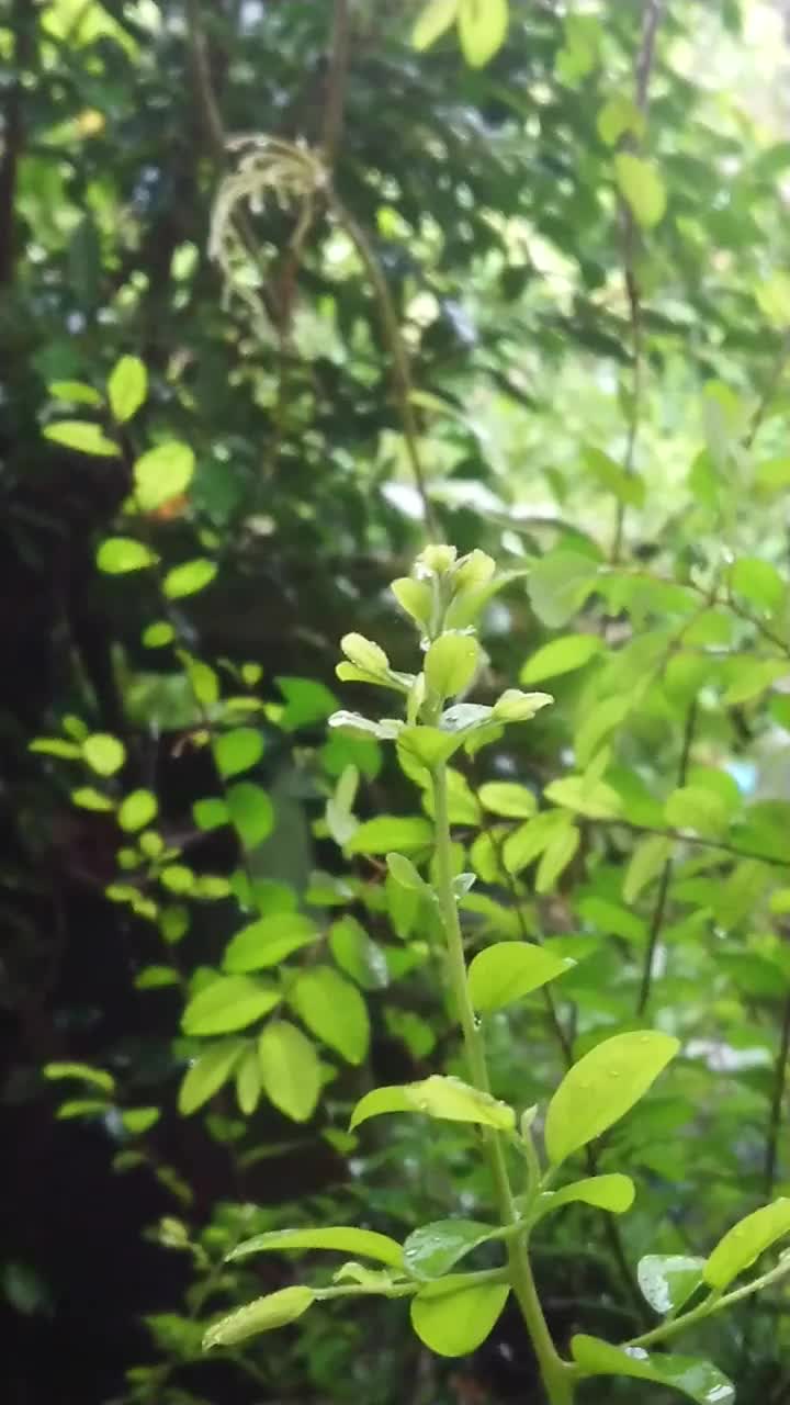 树枝在雨中摇摆视频素材