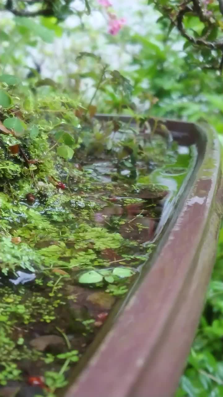 雨水在盆栽植物中形成水坑视频素材