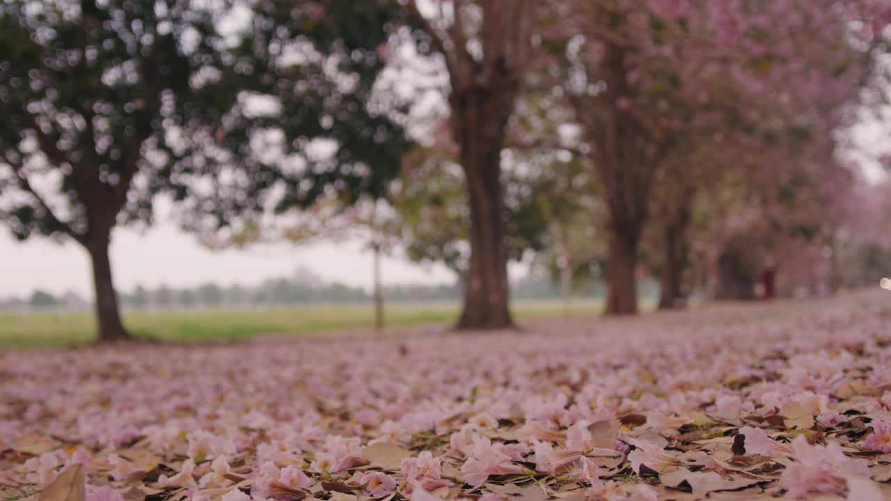 风樱花落视频素材