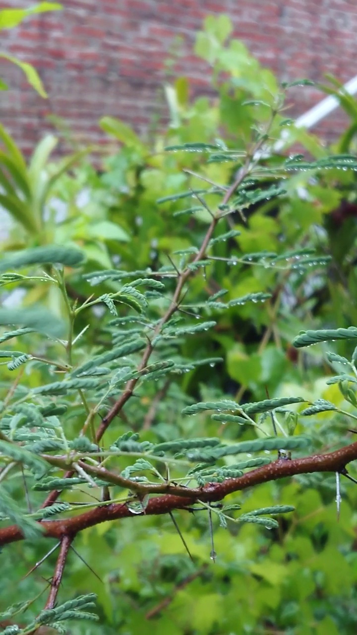 雨点树枝视频素材