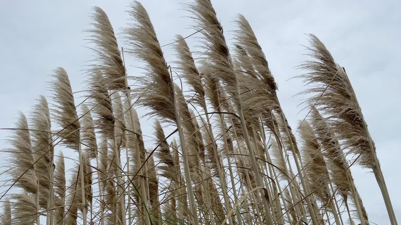 新西兰的小草被微风吹拂着，头顶是灰色的冬日天空视频下载