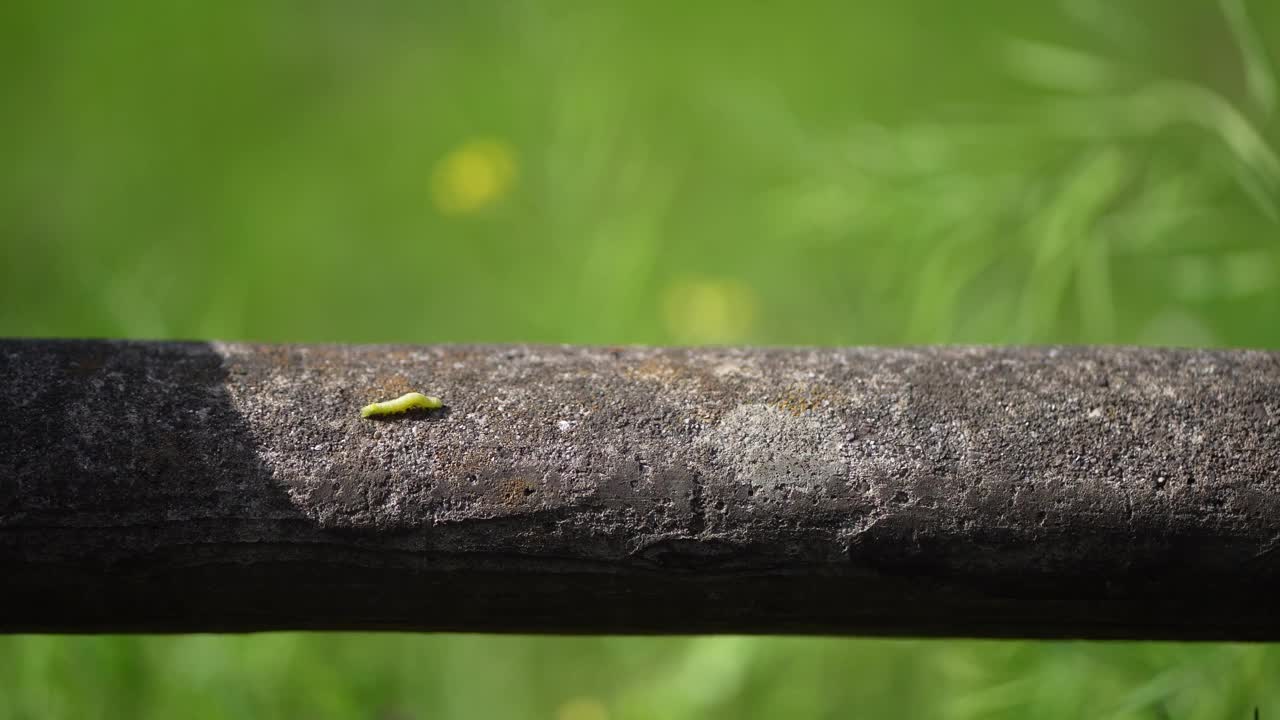 尺蠖视频素材