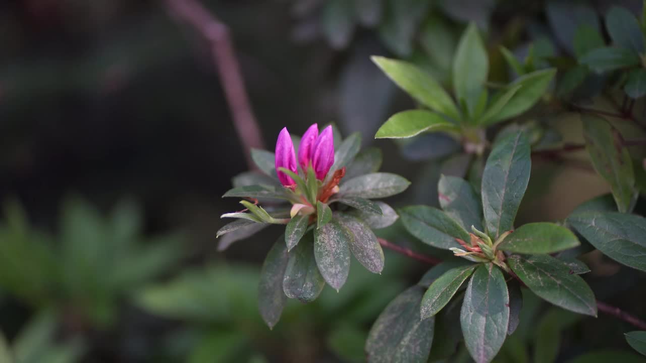 杜鹃花花蕾在风中摇曳视频素材