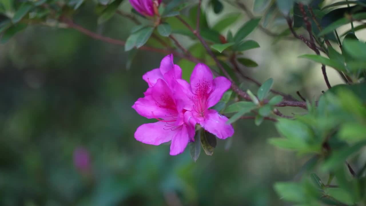 杜鹃花在风中摇曳视频素材