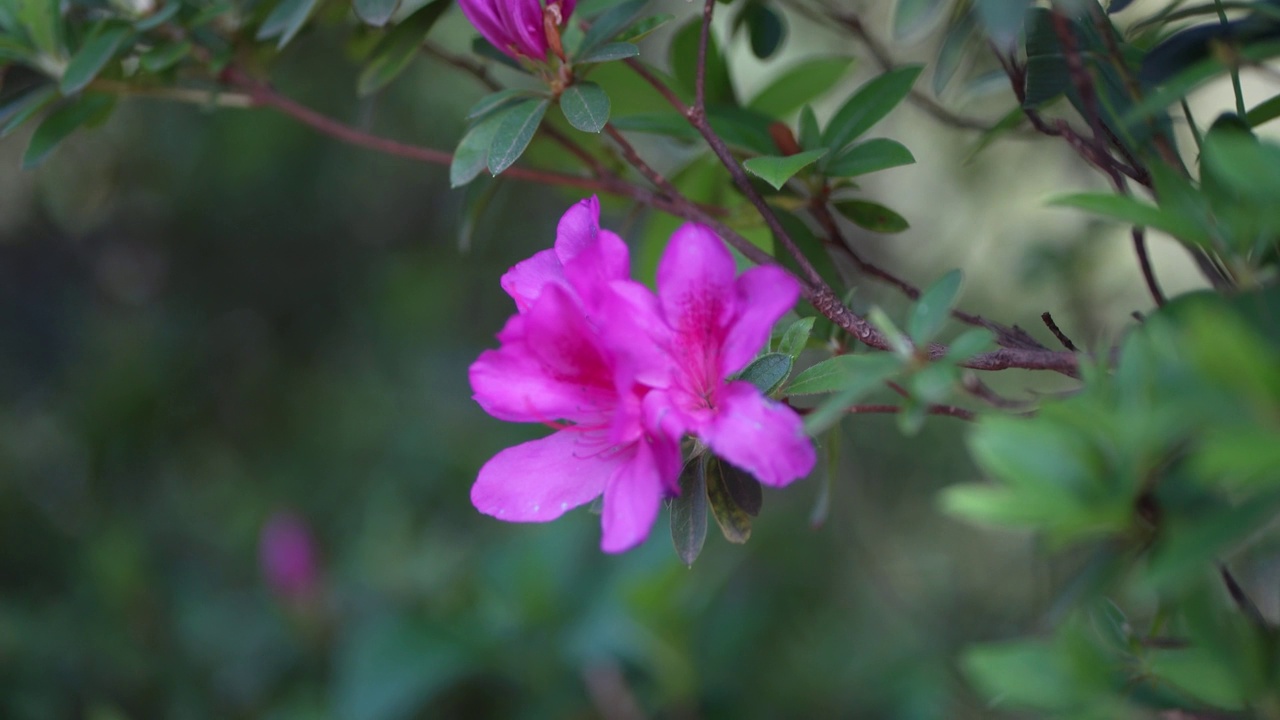 杜鹃花在风中摇曳视频素材