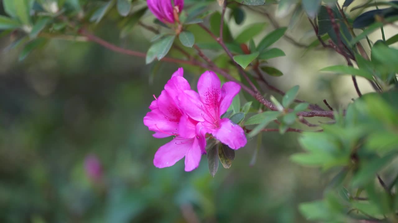 杜鹃花在风中摇曳视频素材