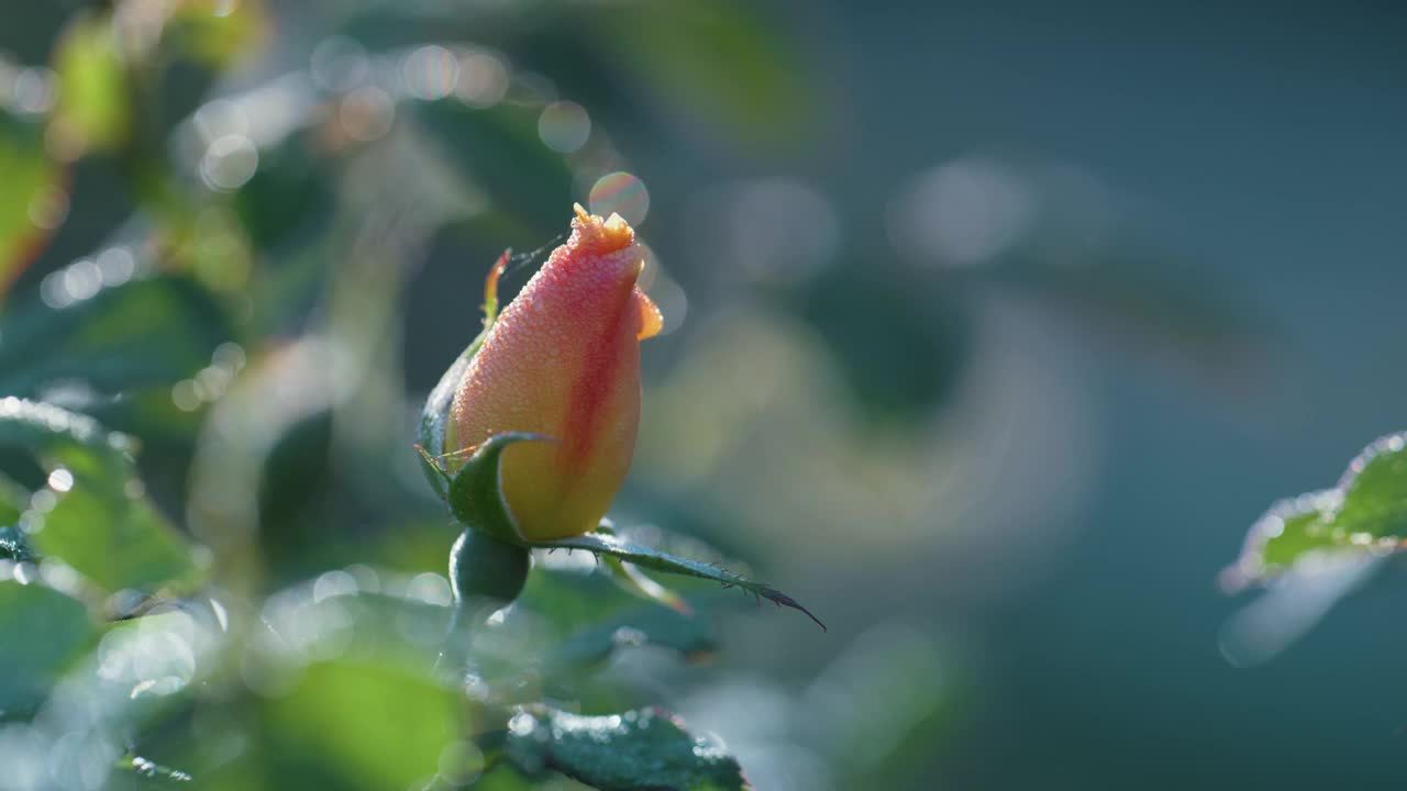 花蕾粉红玫瑰花园。近距离的未开花的花生长在绿色的灌木丛中。视频素材