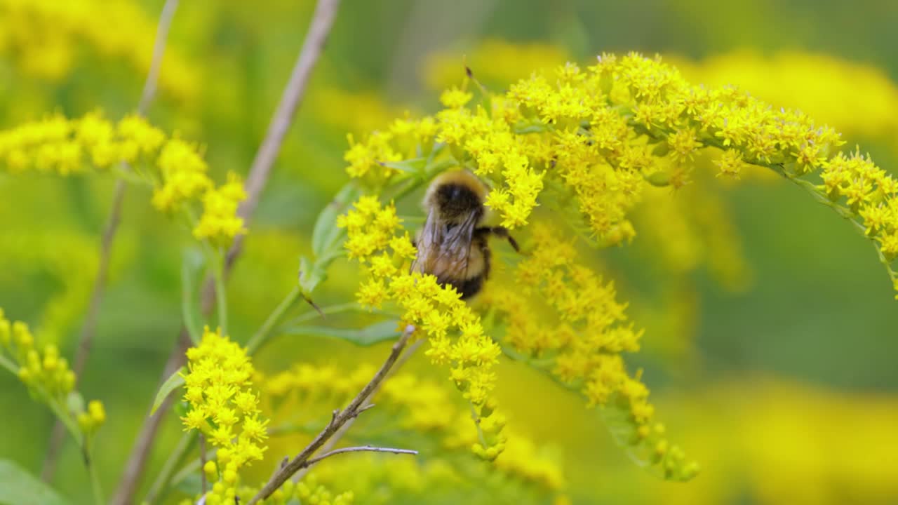 毛茸茸的大黄蜂正在为这种植物的黄色花朵授粉并采集花蜜视频素材