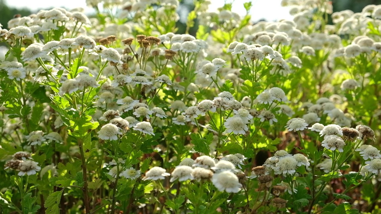 长着白花的小白菊。野生洋甘菊的品种。花园花卉背景，壁纸。景观设计。洋甘菊，五花草视频素材