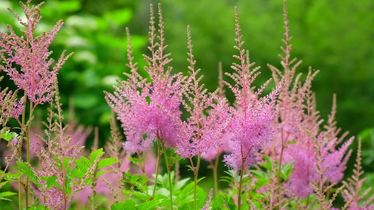 芦笋，假山羊的胡子，绣线菊与粉红色的羽毛羽状的花生长在花园里。多色品种的黄芪，彩色生动的背景，花卉壁纸。景观设计视频素材