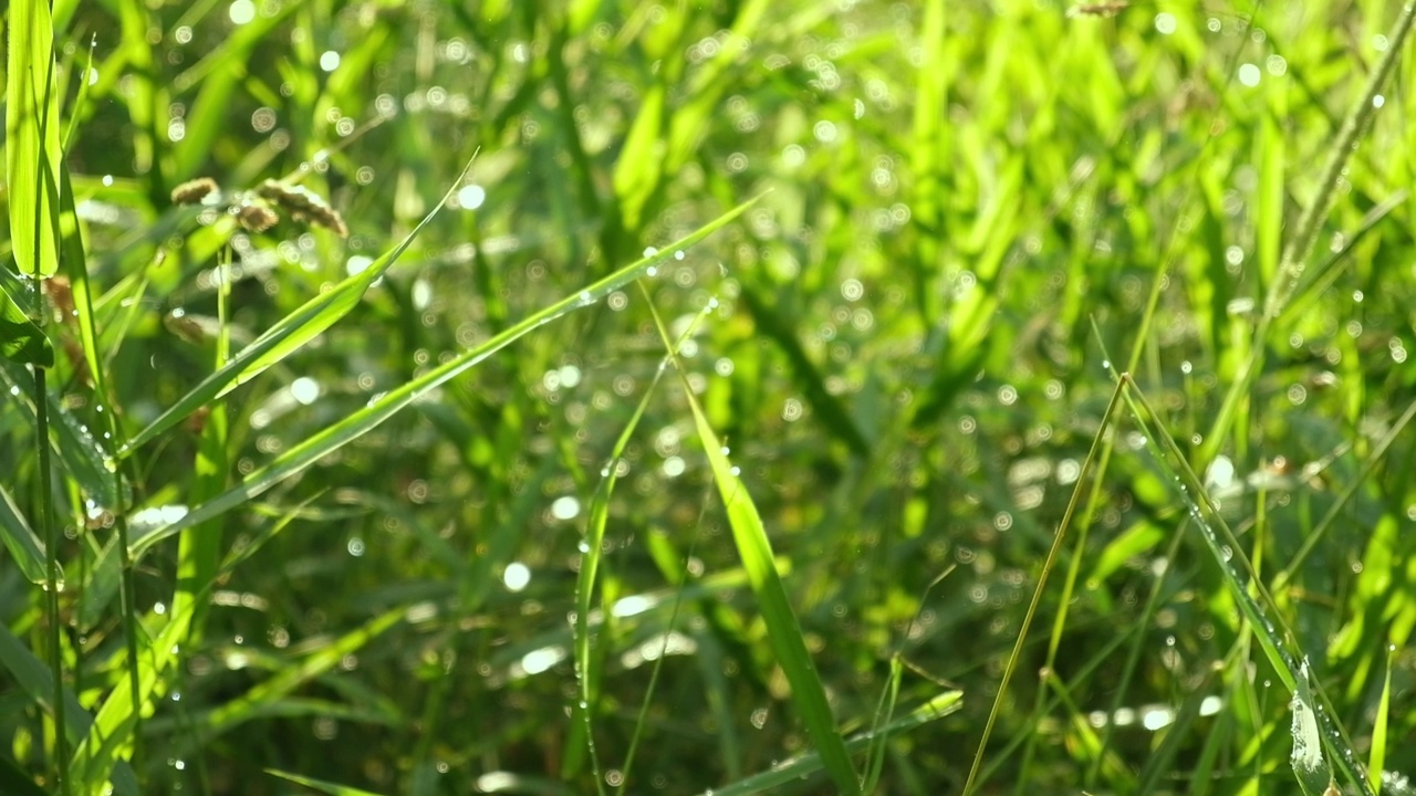 夏雨过后，鲜嫩多汁的绿草上有水珠。田间生长的新鲜叶片的纹理。抽象的自然背景。高高的草在宜人的微风中摇曳。植物背景视频素材