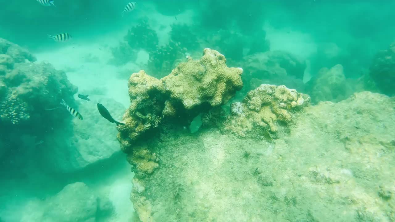 浅水珊瑚与鱼，贝类和美丽的海洋生物反映在泰国的水面视频素材