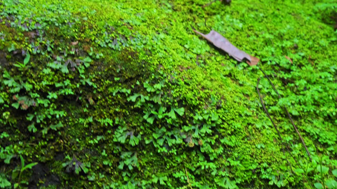 视频中古老的石头楼梯完全覆盖着绿色和黄色的苔藓在丛林中视频素材