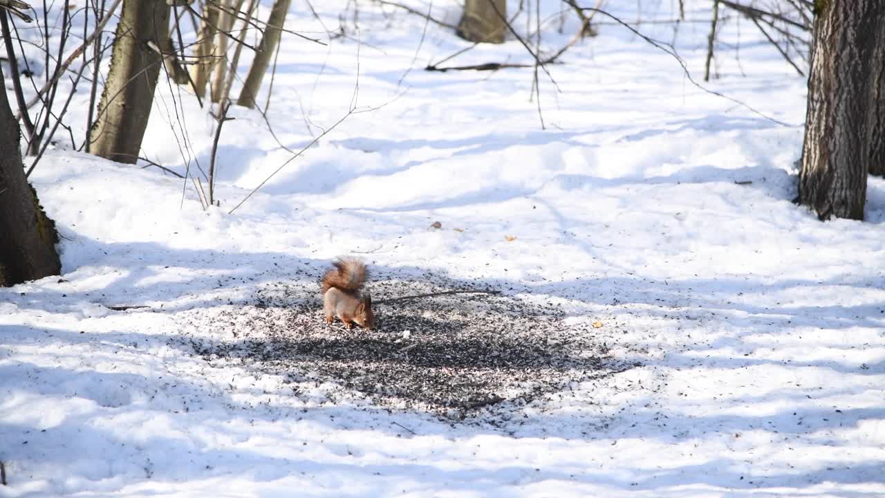 野生松鼠吃雪地上的种子视频素材