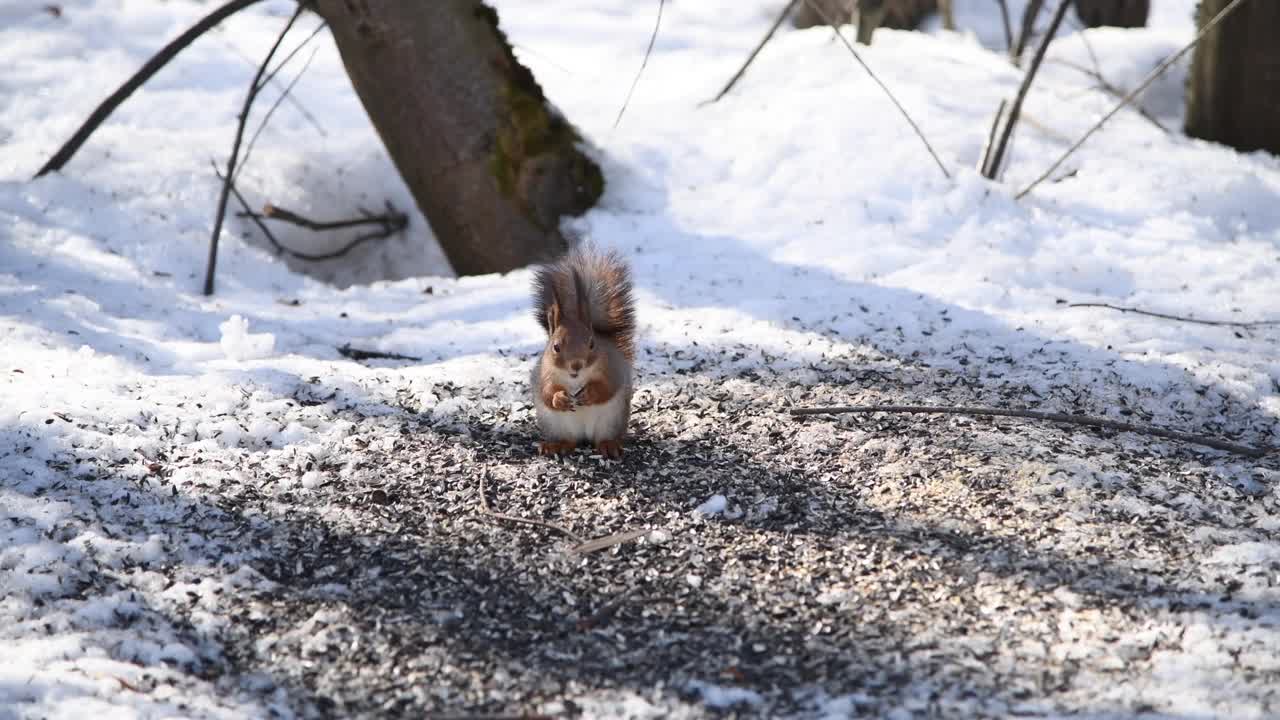 野生松鼠吃雪地上的种子视频素材