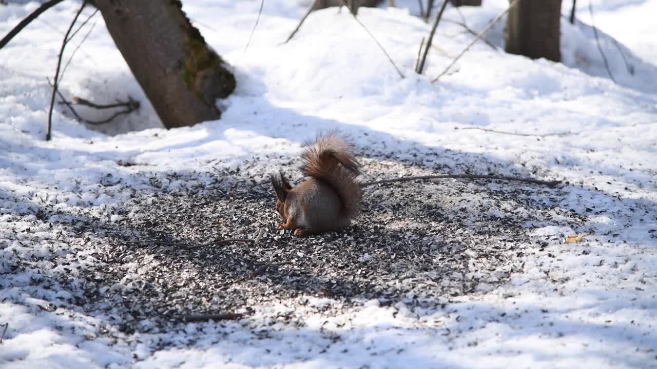 野生松鼠吃雪地上的种子视频素材