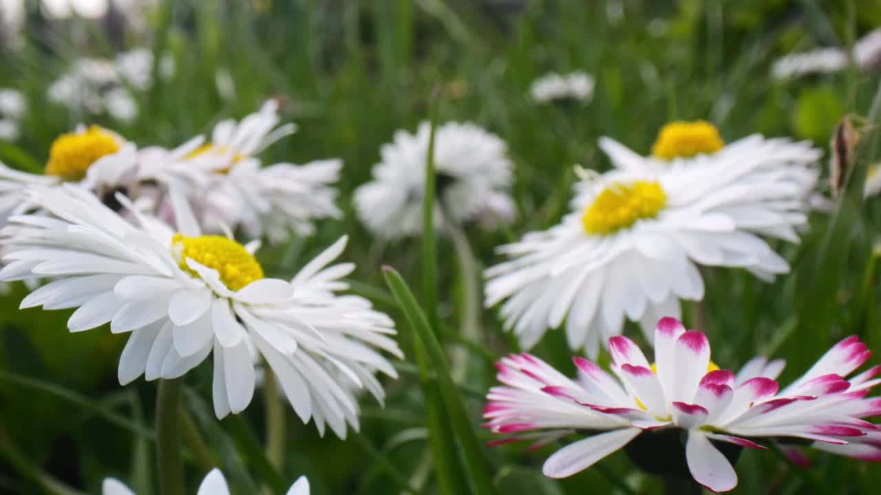 在明亮的阳光下，微距镜头拍摄了春天草地上雏菊迷人的舞蹈。视频素材