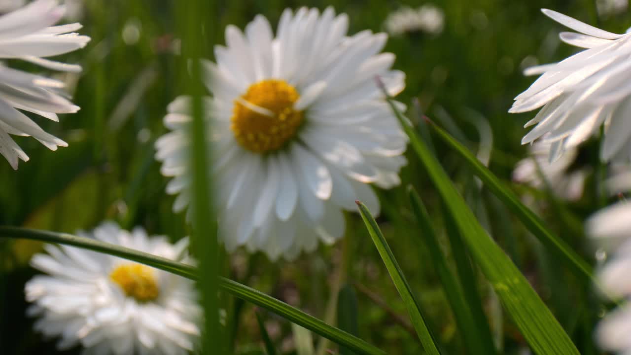 在明亮的阳光下，微距镜头拍摄了春天草地上雏菊迷人的舞蹈。视频素材