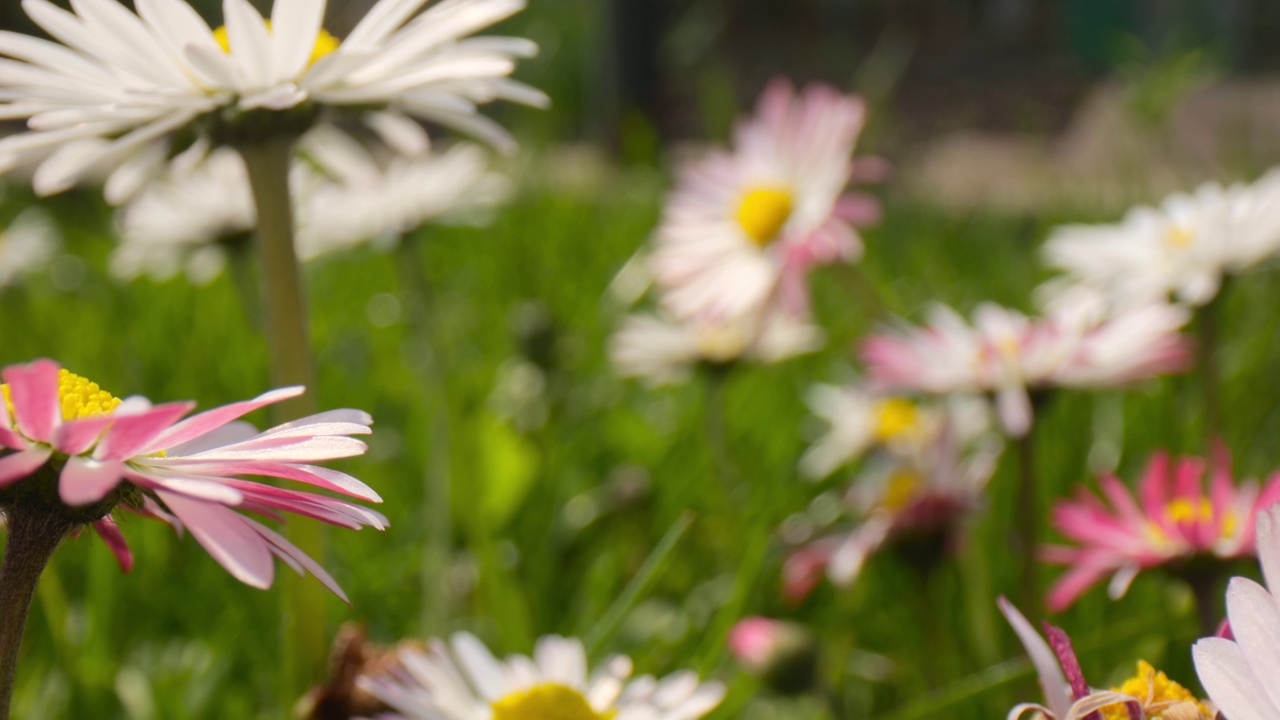 镜头移近雏菊，在微距镜头下捕捉到这些美丽花朵在阳光普照的春天草地上令人惊叹的细节。视频素材