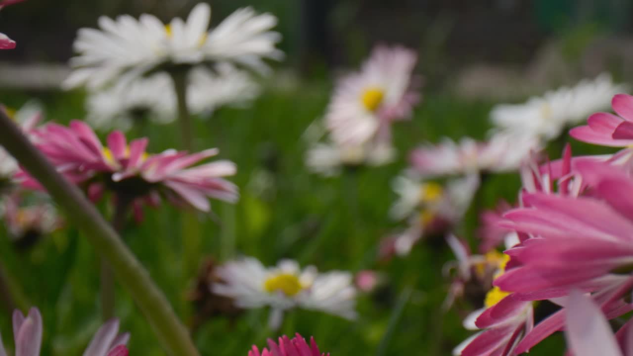 阳光普照的草地上盛开着雏菊，在一个明媚的春日里，微距镜头捕捉到了迷人的细节。视频素材