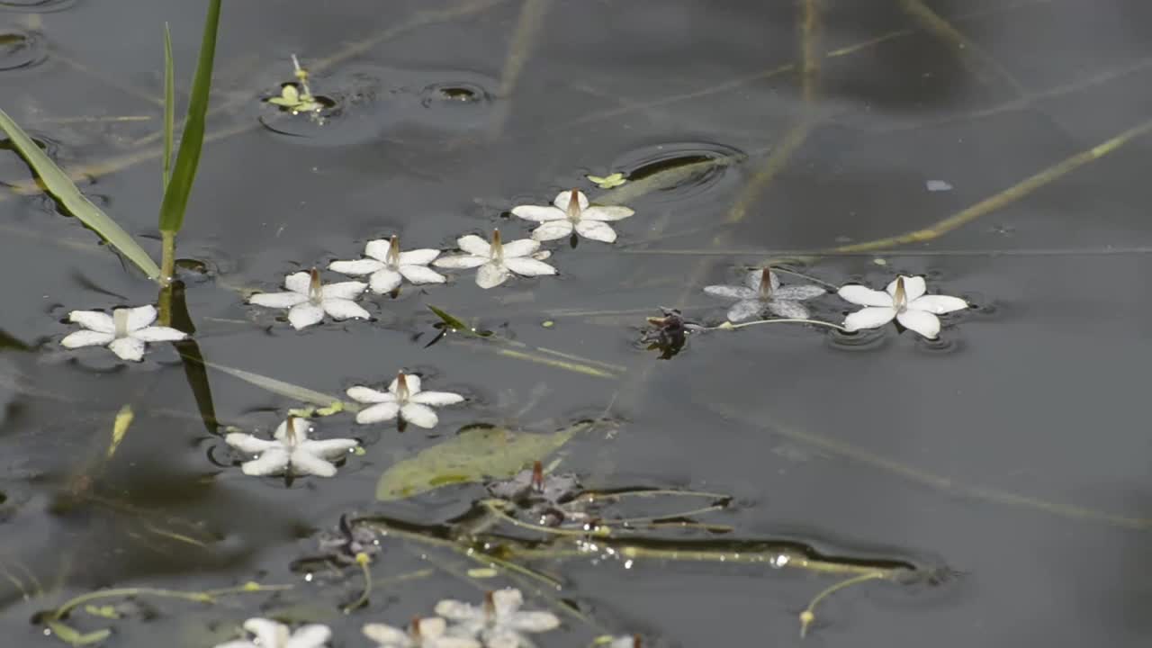 浮在水面上的花视频下载