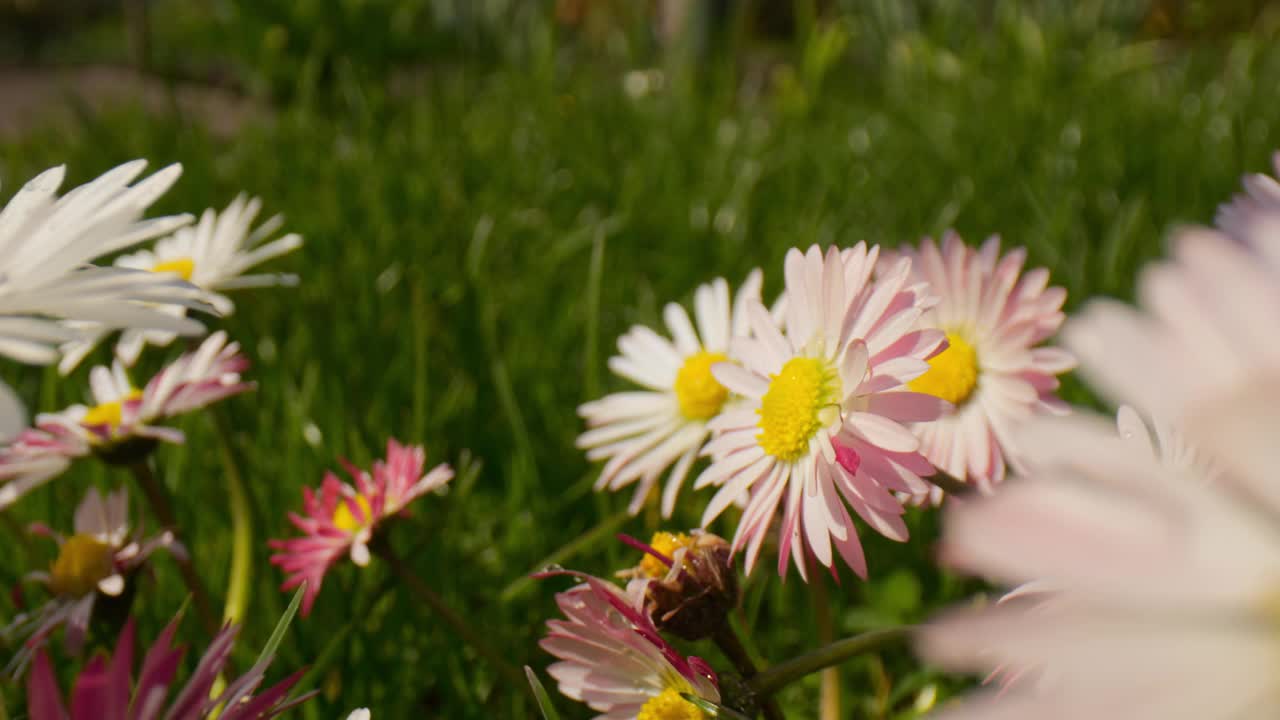 阳光普照的草地上盛开着雏菊，在一个明媚的春日里，微距镜头捕捉到了迷人的细节。视频素材
