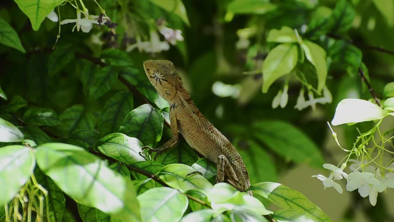 绿树枝上的蜥蜴视频下载