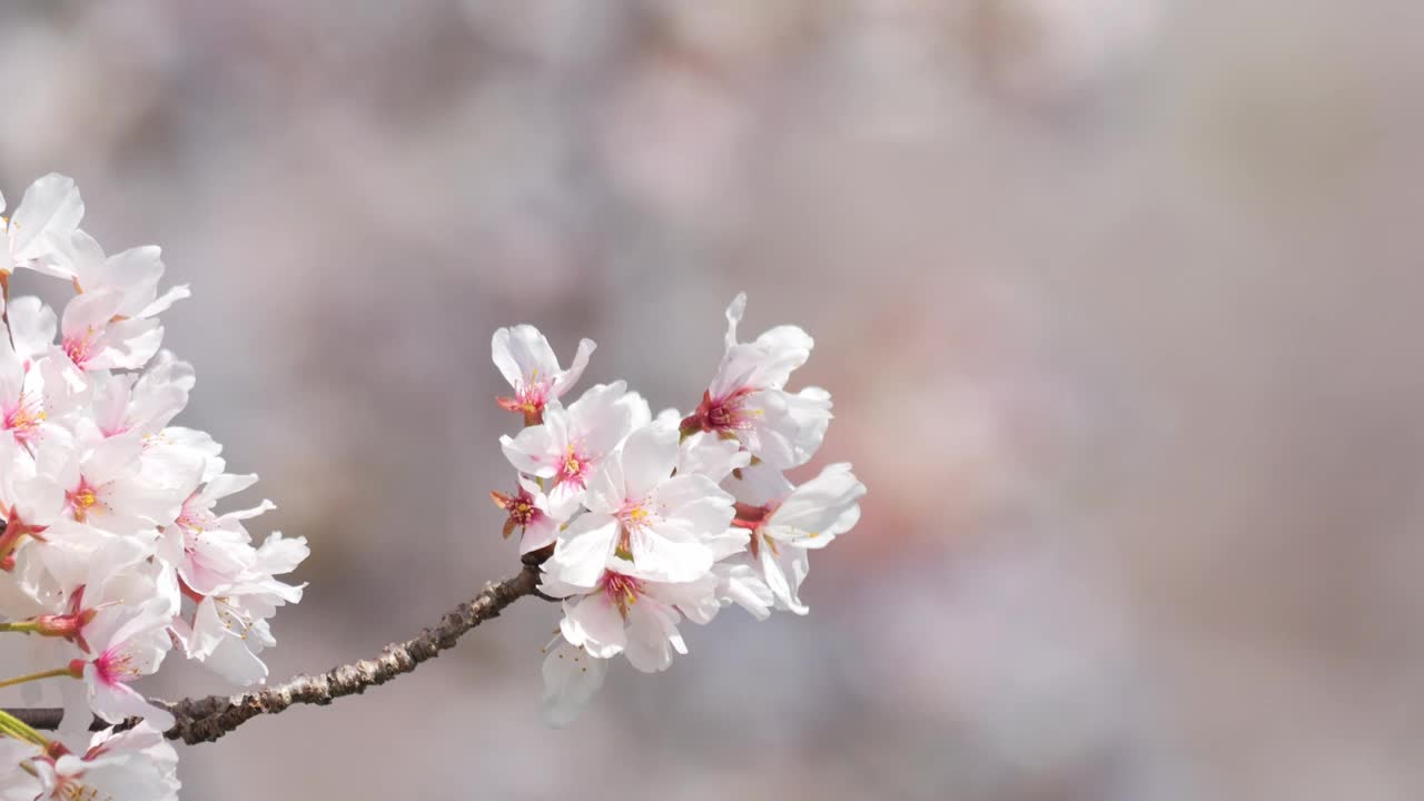 美丽的樱花花瓣在阳光明媚的春日随风摇曳视频素材