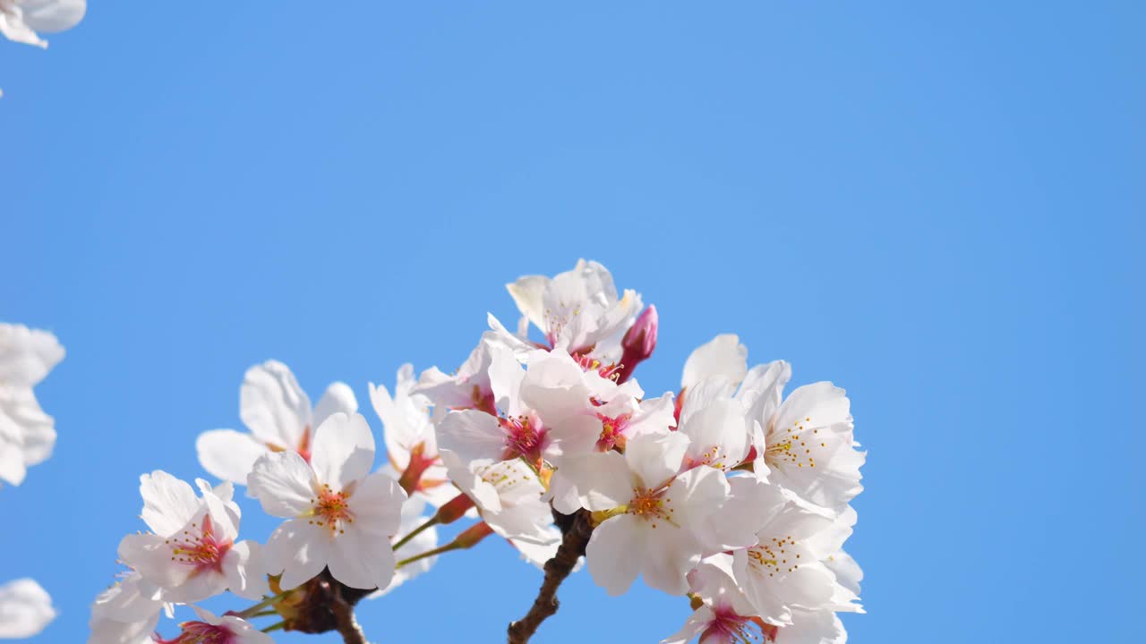 美丽的樱花花瓣在阳光明媚的春日随风摇曳视频素材