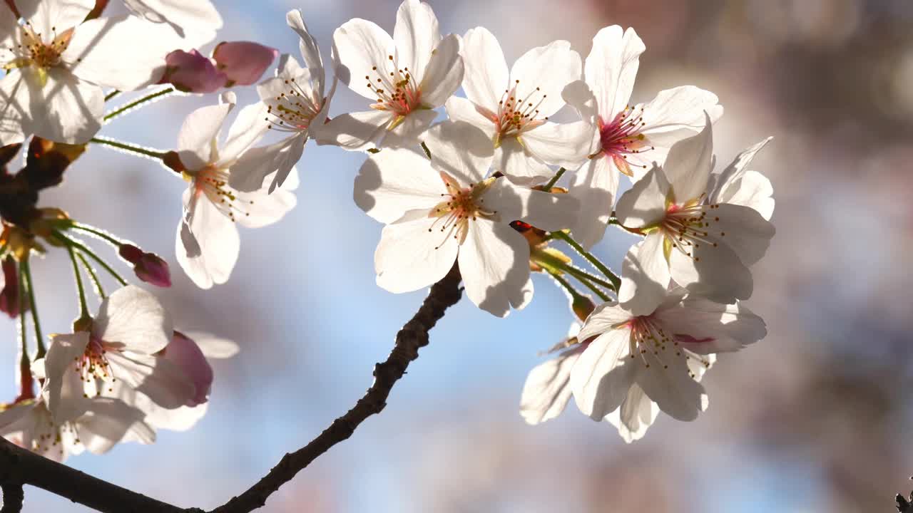 美丽的樱花花瓣在阳光明媚的春日随风摇曳视频素材