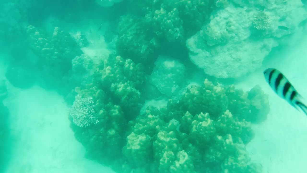 浅水珊瑚与鱼，贝类和美丽的海洋生物反映在泰国的水面视频素材