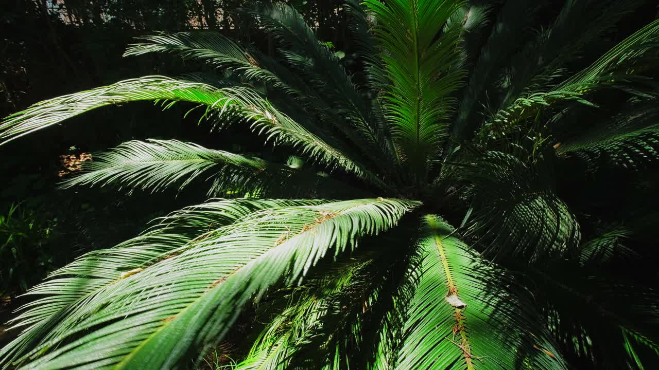 蕨掌西米掌苏铁近景拍摄视频素材