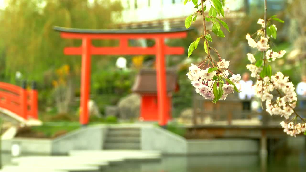 日本花园里的樱花(前景焦点)视频素材