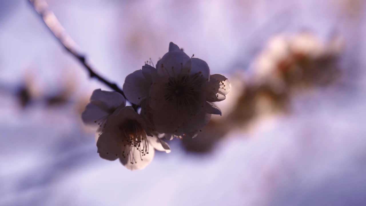 一个2倍慢动作的梅花背后的蓝天晴朗的日子接近视频素材