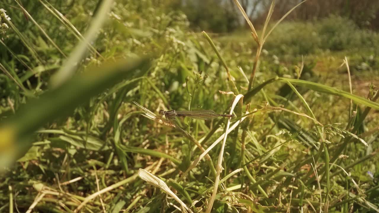 一只蜻蜓坐在植物上，苍蝇围着它们打转视频素材