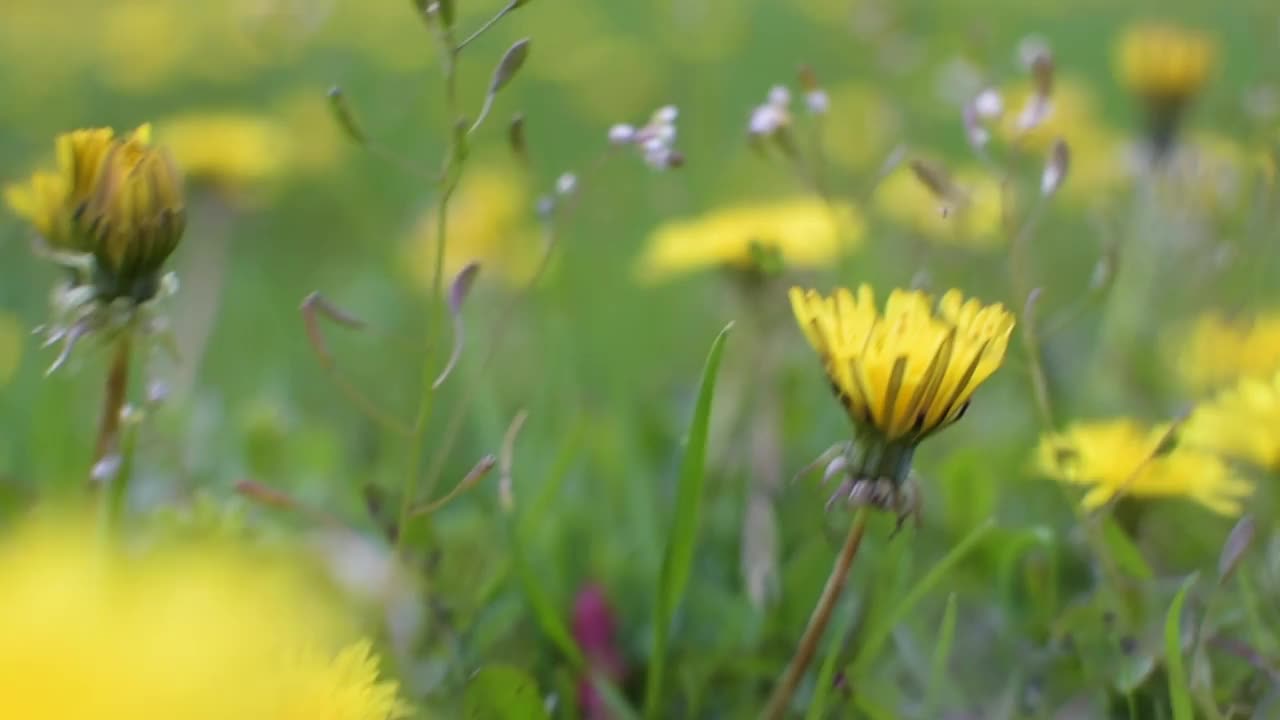 春天草地上的蒲公英视频素材