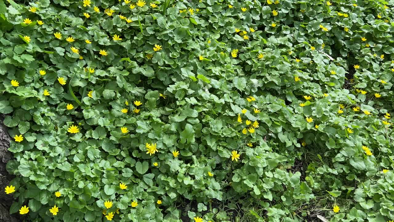 黄花绿叶沼泽万寿菊野花在森林林间空地在春天的一天。Caltha palustris植物黄色的花。视频素材