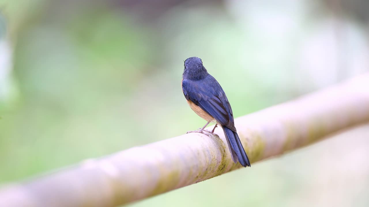 捕蝇鸟:成年雄性红树林蓝捕蝇鸟(Cyornis rufigastra)。视频素材