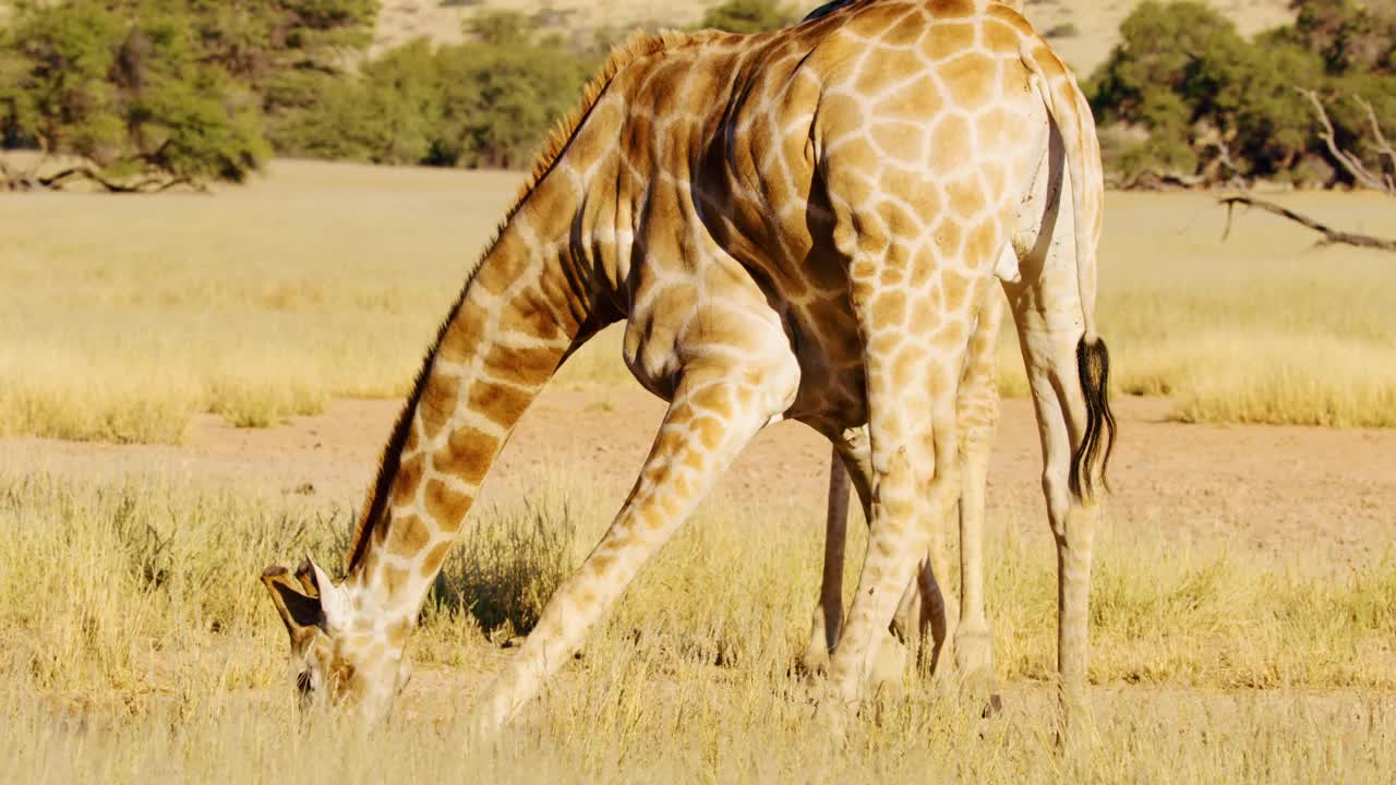 非洲长颈鹿(Giraffa camelopardalis)在萨凡纳放牧时的全身特写视频素材