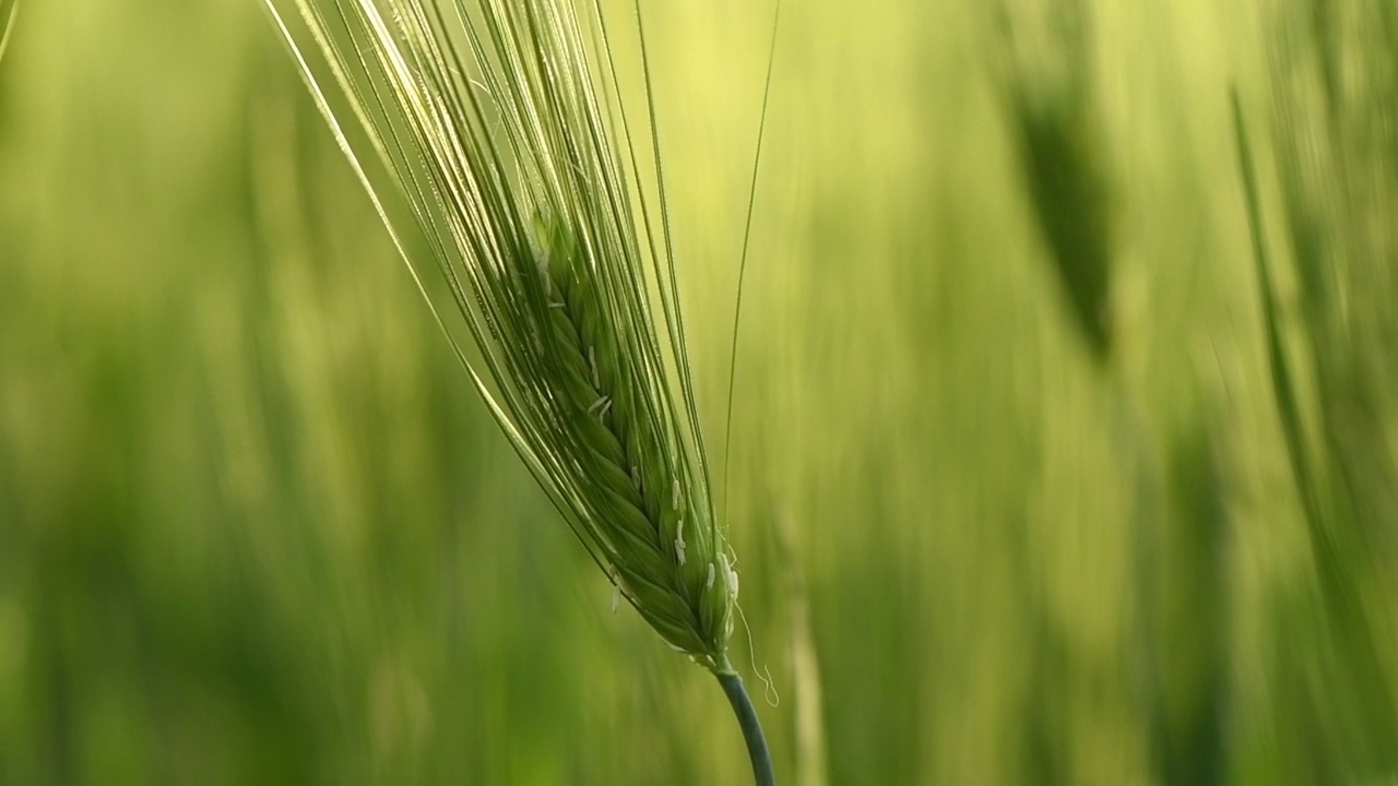 农村未成熟的绿色大麦(Hordeum Vulgare)田视频素材