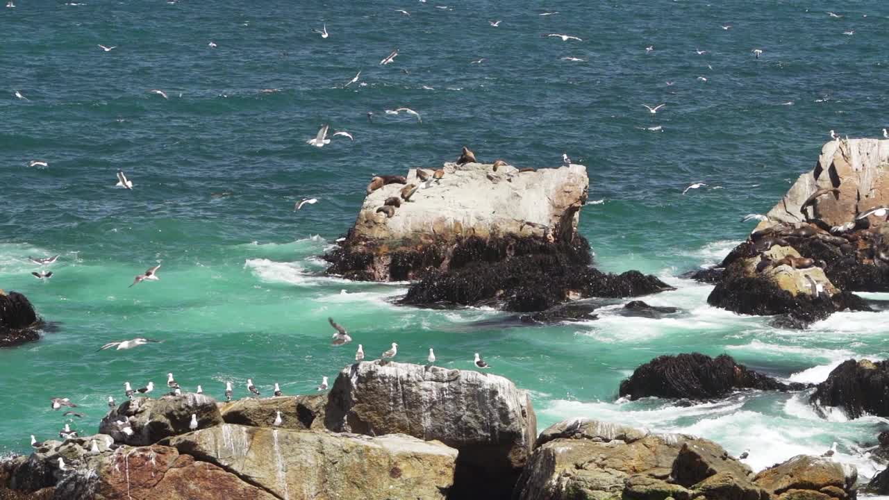 像鸬鹚这样的海鸟在智利太平洋的岩石海岸线上潜水捕鱼的慢动作。视频素材