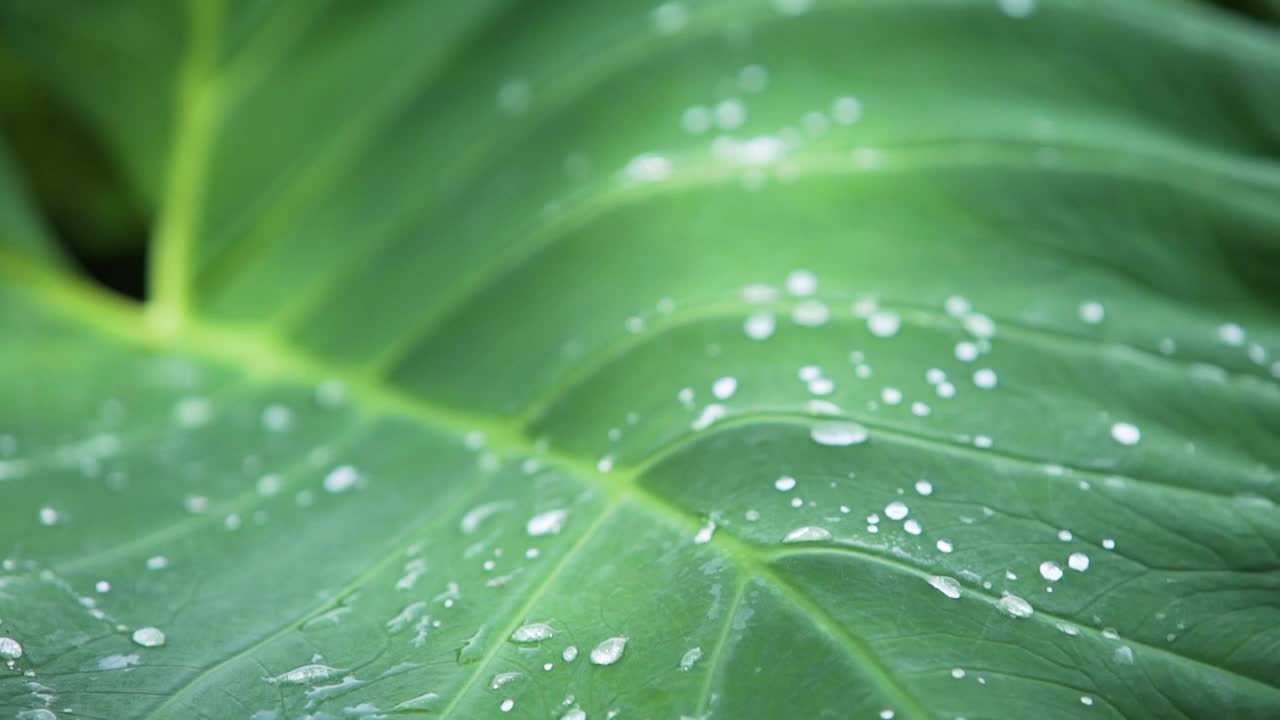 雨水或正在浇水的植物滴在绿叶上。视频素材