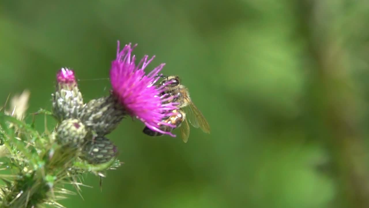 蜜蜂蓟视频素材