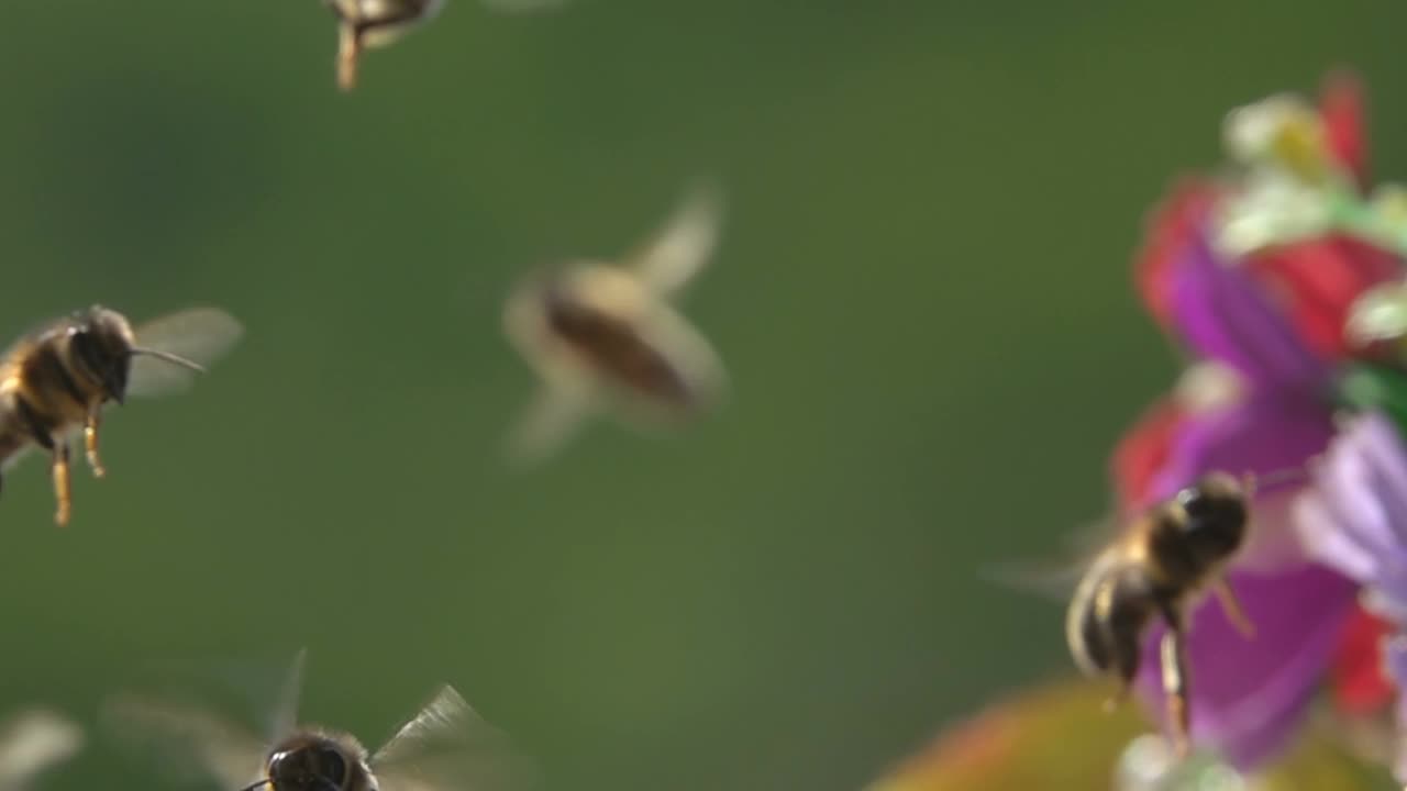 蜜蜂，成群的蜜蜂视频素材