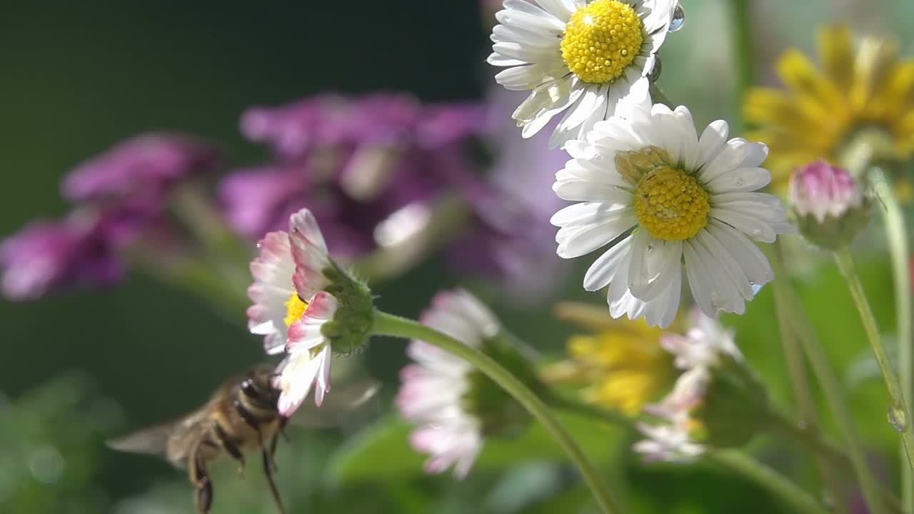 蜜蜂，在花上飞翔。视频素材