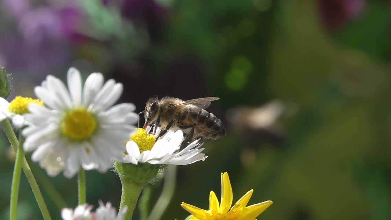 雏菊花上的蜜蜂。视频素材