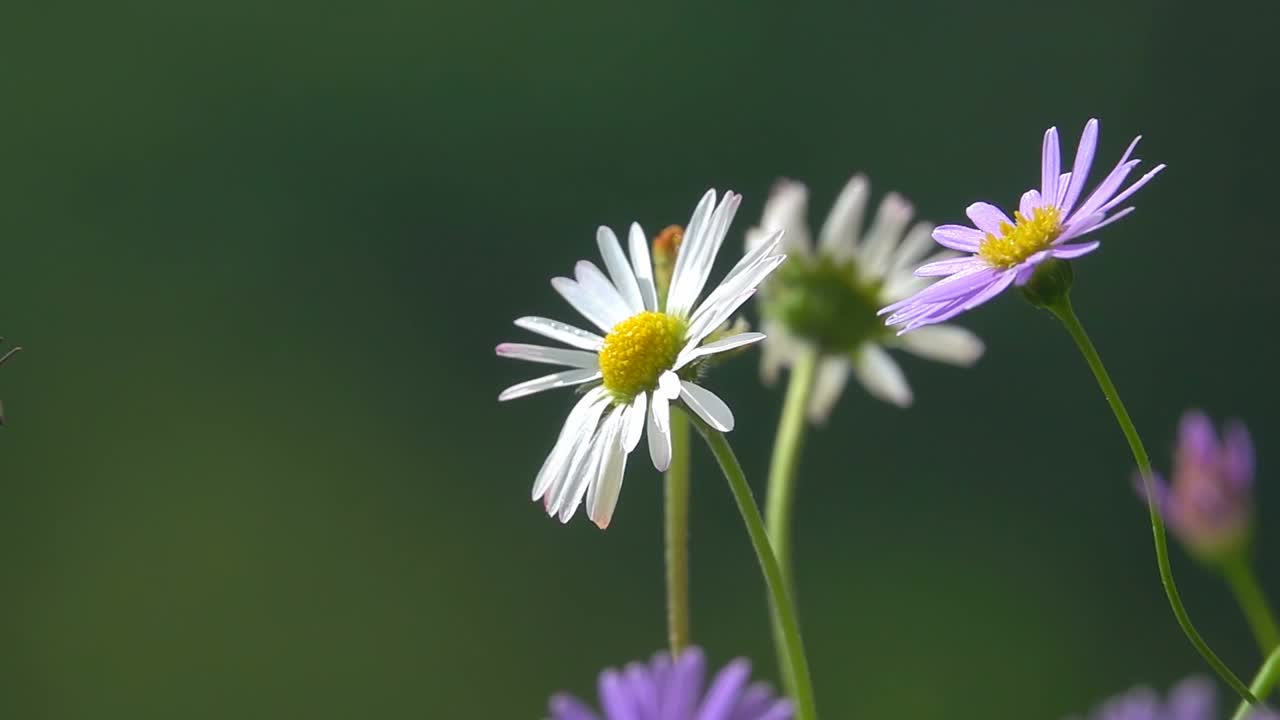 蜜蜂，在花上飞翔。视频素材